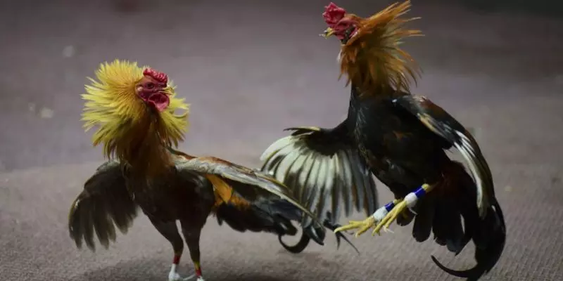 How to playing Cockfighting is the easiest to understand