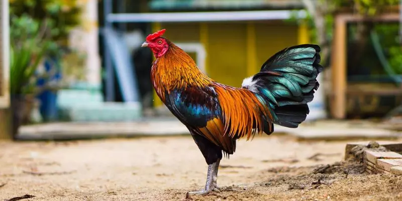 How to breed cockfighting with a reasonable diet