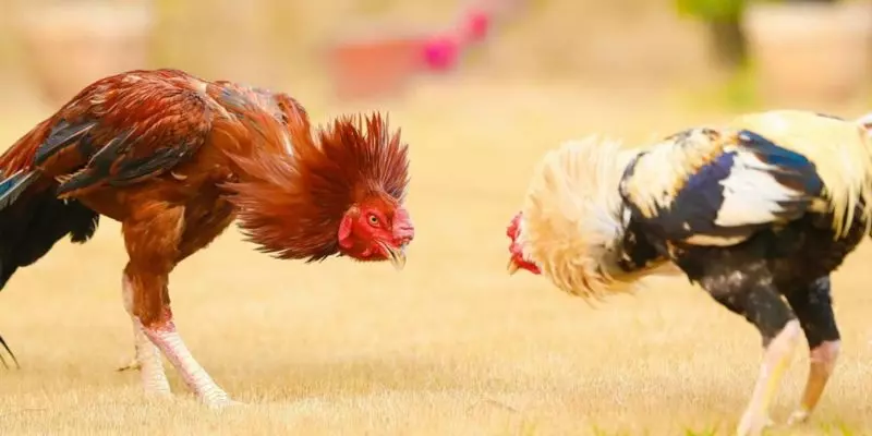 Building a barn to how to breed cockfighting