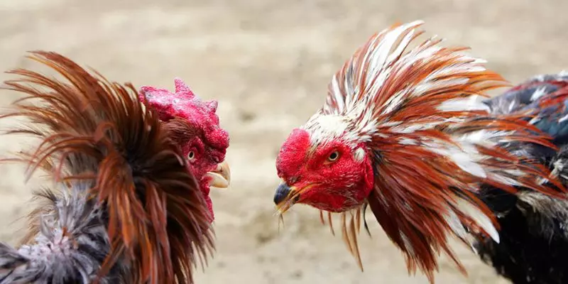 Analysis of Types of Cockfighting Bets